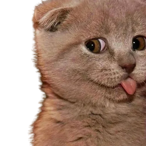 😜 Стикер «catass» для Telegram