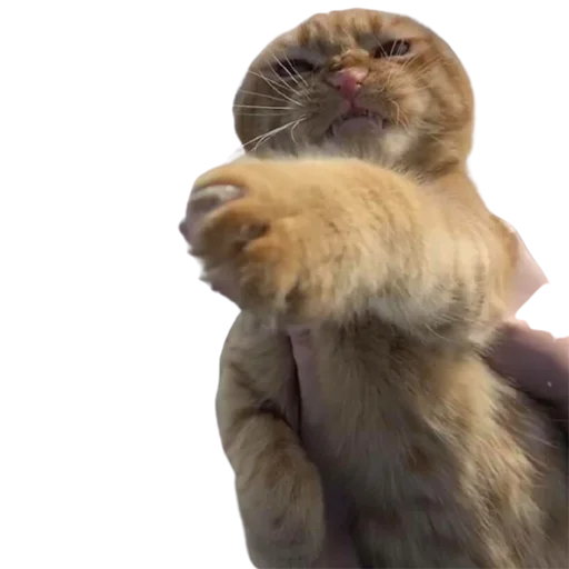 😠 Стикер «catass» для Telegram