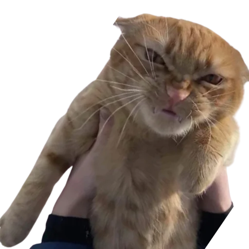 🤬 Стикер «catass» для Telegram