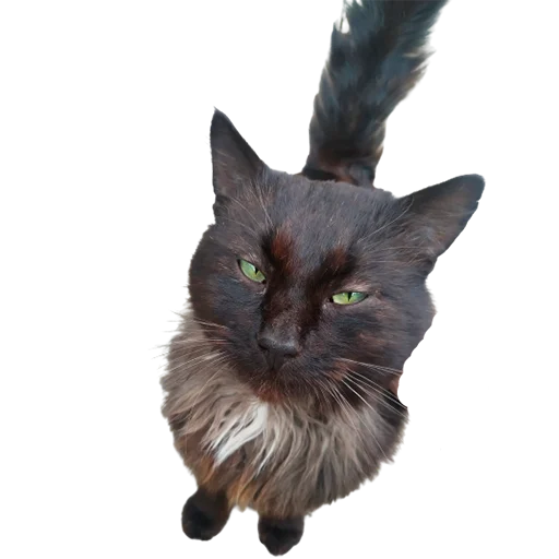 😐 Стикер «catass» для Telegram