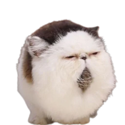 💤 Стикер «catass» для Telegram