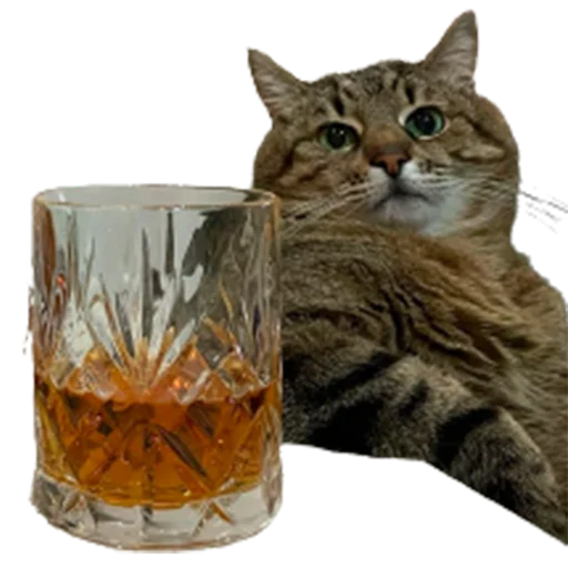 🥃 Стикер «catass» для Telegram