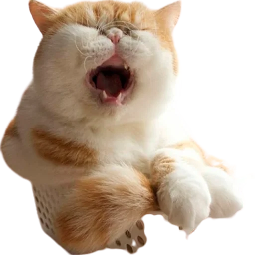Стикерпак catass для Telegram