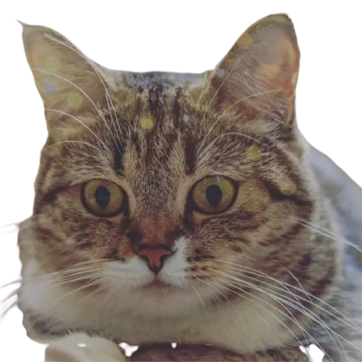 🙄 Стикер «catass» для Telegram