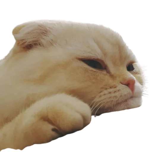 😑 Стикер «catass» для Telegram