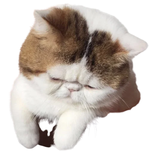 😒 Стикер «catass» для Telegram