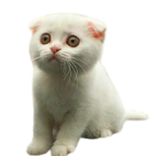😢 Стикер «catass» для Telegram