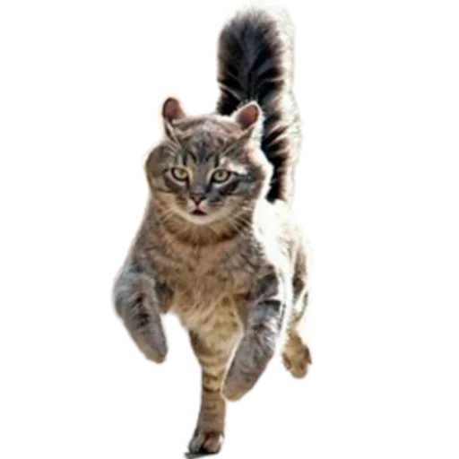 😡 Стикер «catass» для Telegram