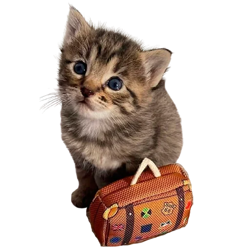 👣 Стикер «catass» для Telegram