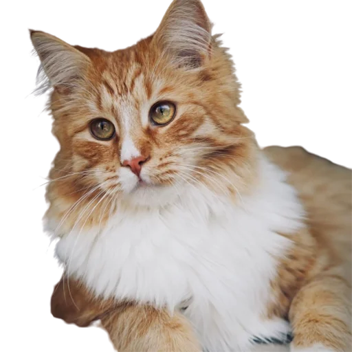😏 Стикер «catass» для Telegram