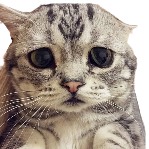 😳 Стикер «catass» для Telegram