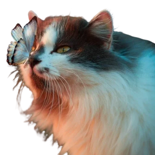 🥰 Стикер «catass» для Telegram