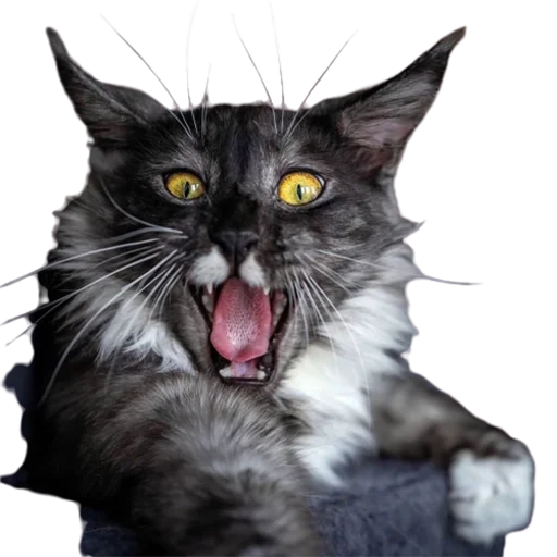 😠 Стикер «catass» для Telegram