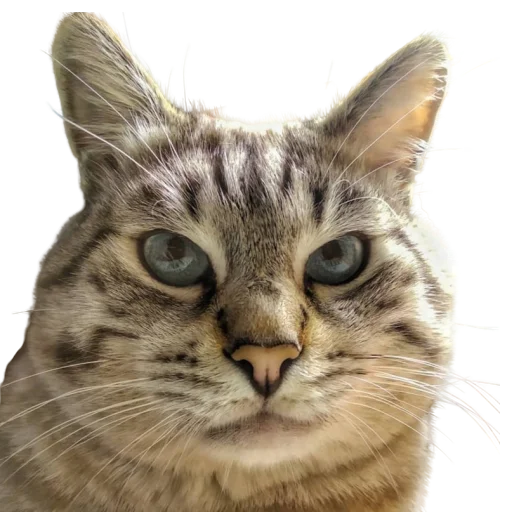 😐 Стикер «catass» для Telegram