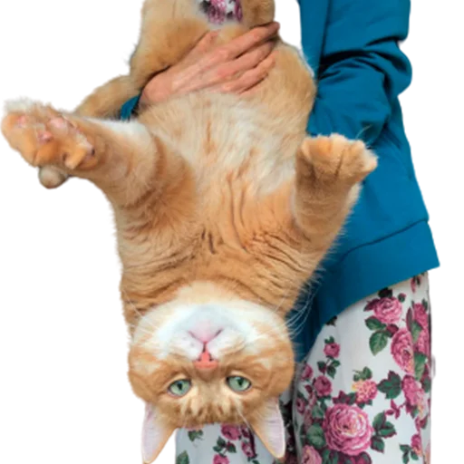🙃 Стикер «catass» для Telegram