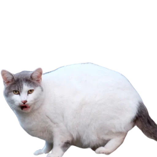 😶 Стикер «catass» для Telegram