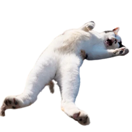 😅 Стикер «catass» для Telegram