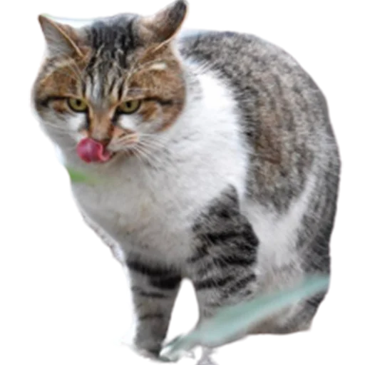 😜 Стикер «catass» для Telegram