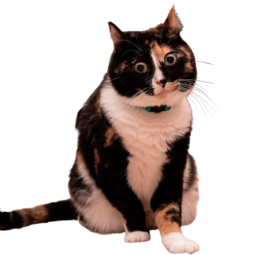 🥺 Стикер «catass» для Telegram