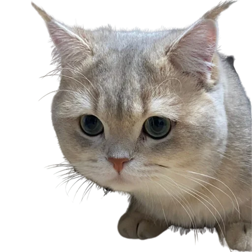 😕 Стикер «catass» для Telegram