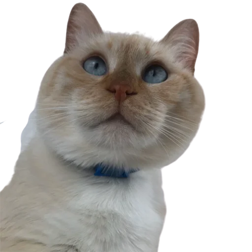 😳 Стикер «catass» для Telegram