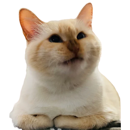 ☹️ Стикер «catass» для Telegram
