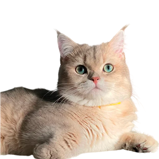 😎 Стикер «catass» для Telegram
