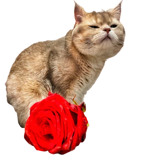 😍 Стикер «catass» для Telegram