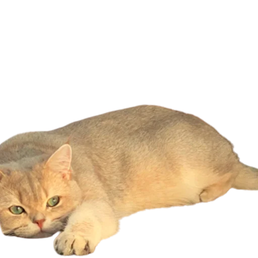 😴 Стикер «catass» для Telegram