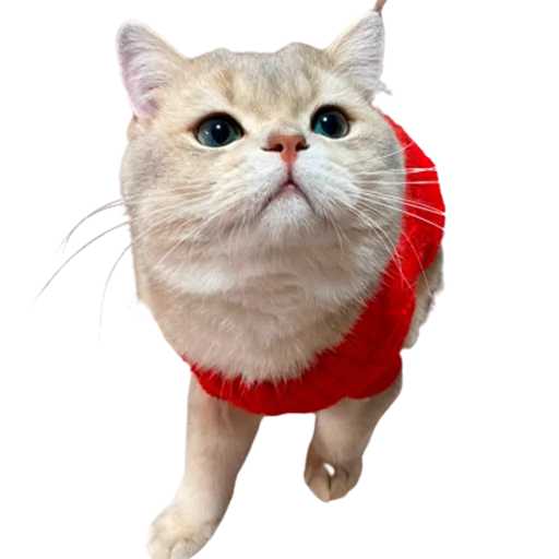 😬 Стикер «catass» для Telegram