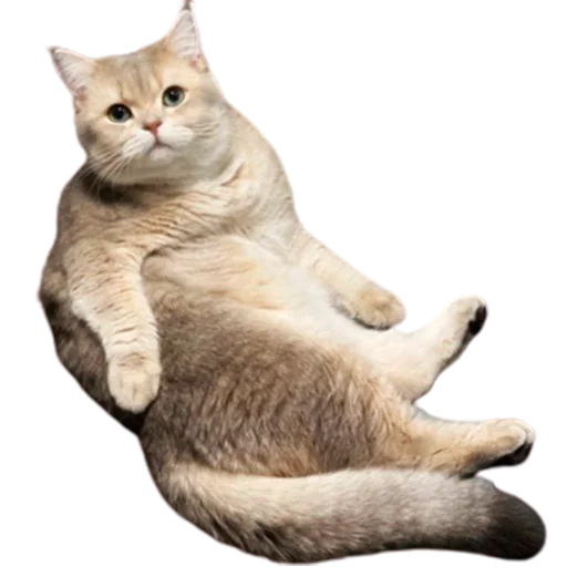 😐 Стикер «catass» для Telegram