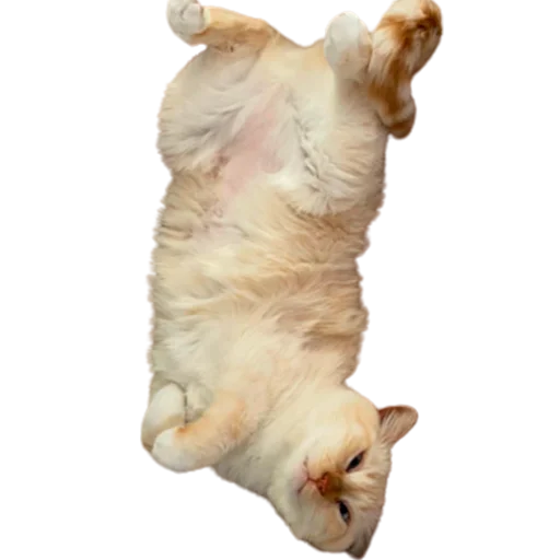 😉 Стикер «catass» для Telegram