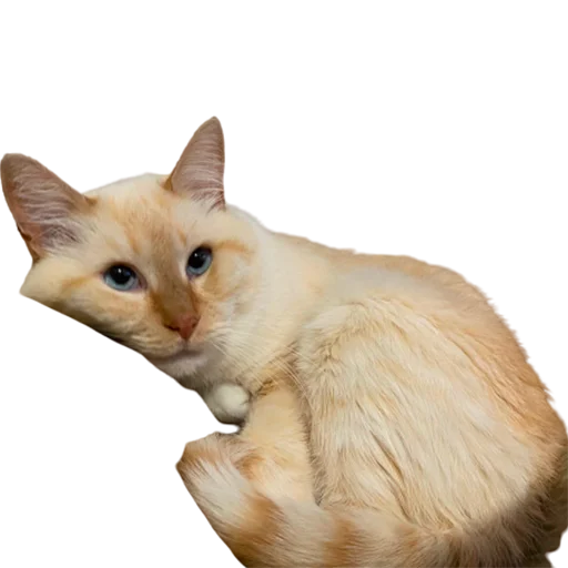 😌 Стикер «catass» для Telegram