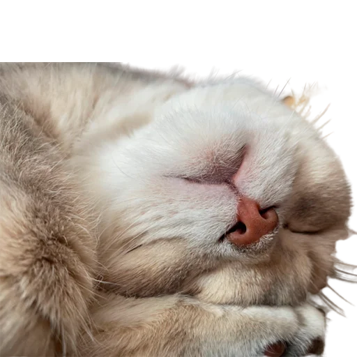 😌 Стикер «catass» для Telegram