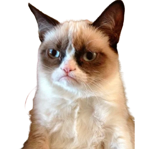 ☹️ Стикер «catass» для Telegram