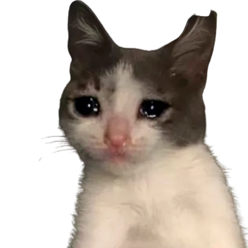 😭 Стикер «catass» для Telegram