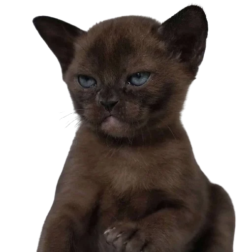 😡 Стикер «catass» для Telegram