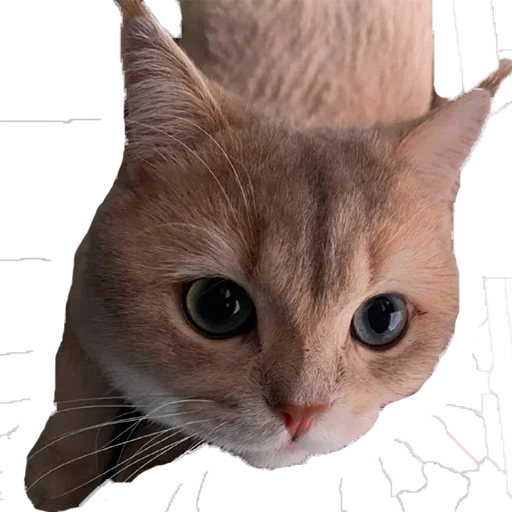 😳 Стикер «catass» для Telegram