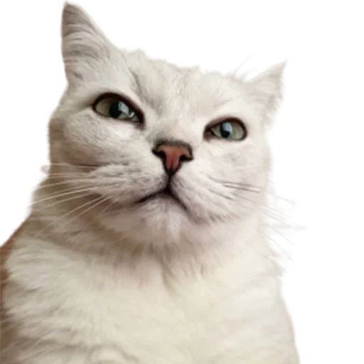 😑 Стикер «catass» для Telegram