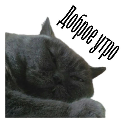 🌝 Стикер «cat channel» для Telegram