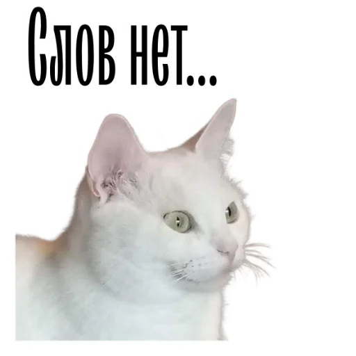 🤭 Стикер «cat channel» для Telegram