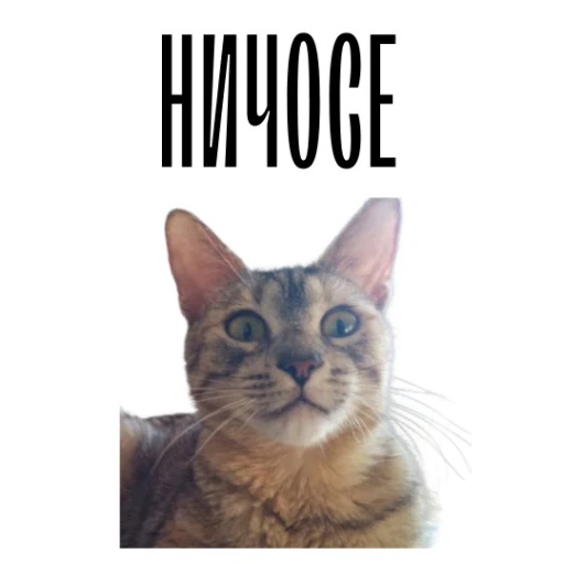 😯 Стикер «cat channel» для Telegram