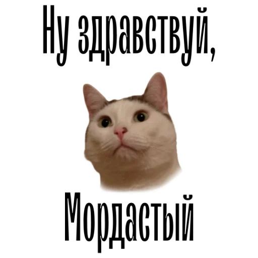 👋 Стикер «cat channel» для Telegram