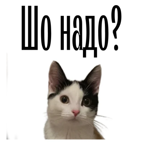 ❓ Стикер «cat channel» для Telegram