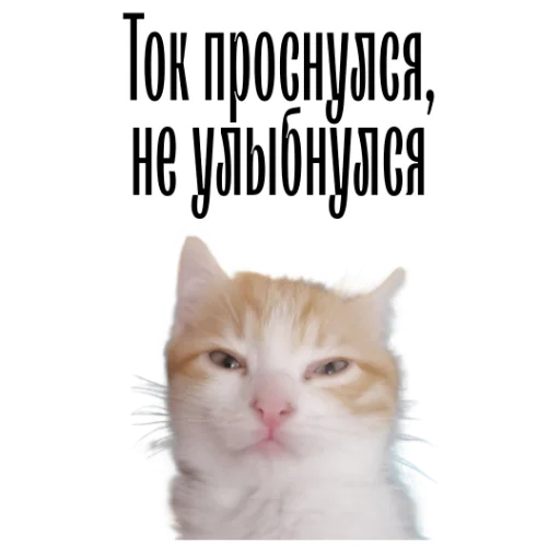 😞 Стикер «cat channel» для Telegram