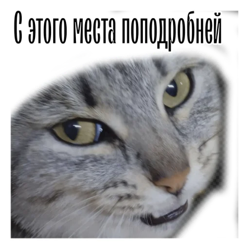 😎 Стикер «cat channel» для Telegram