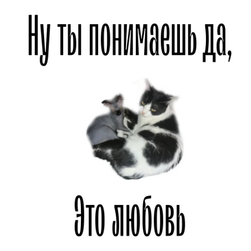 😍 Стикер «cat channel» для Telegram