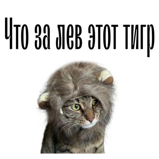 😺 Стикер «cat channel» для Telegram