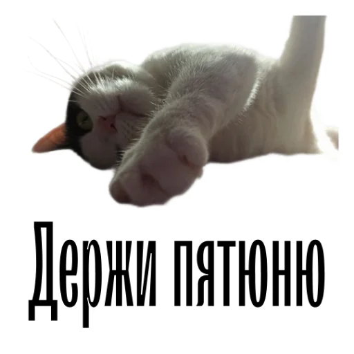 🖐 Стикер «cat channel» для Telegram