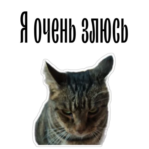 😾 Стикер «cat channel» для Telegram